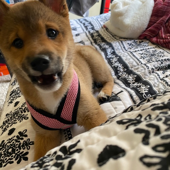 Meet your Posher, Jade - Picture 1 of 1